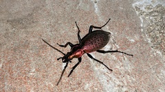 Carabus smaragdinus