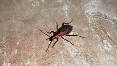 Carabus smaragdinus