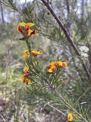 Dillwynia elegans