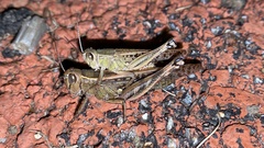 Shirakiacris shirakii