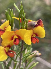 Dillwynia elegans