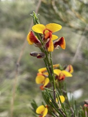 Dillwynia elegans