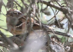 Spizelloides arborea