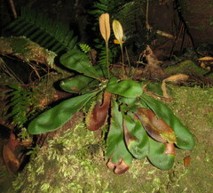 Elaphoglossum