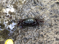 Metopograpsus