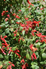 Salvia regla