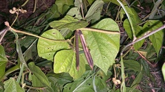 Vigna angularis nipponensis