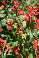 Salvia regla