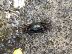 Metopograpsus