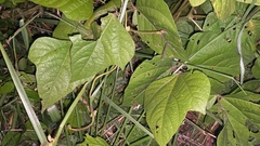 Vigna angularis nipponensis