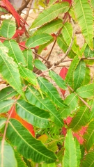 Rhus glabra