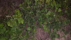 Vigna angularis nipponensis