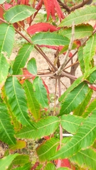 Rhus glabra