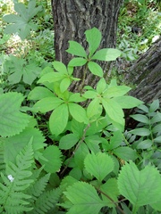 Eleutherococcus sessiliflorus