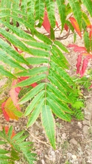 Rhus glabra