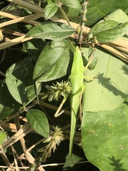 Euconocephalus varius