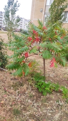 Rhus glabra
