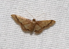 Idaea celtima