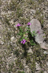 Glandularia chiricahensis