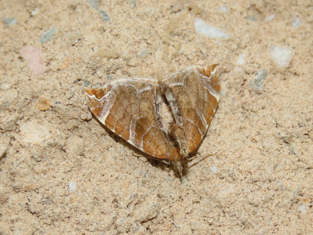 Dimorphic Eulithis Moth