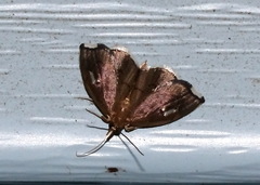 Perispasta caeculalis