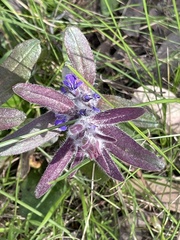 Ajuga australis