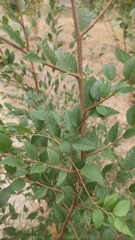 Ulmus pumila