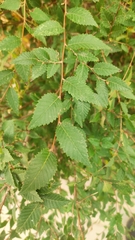 Ulmus pumila