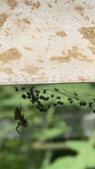 Philoponella congregabilis