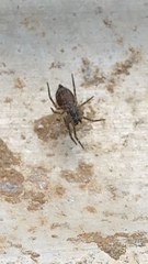 Philoponella congregabilis