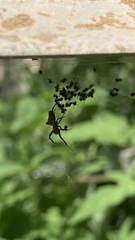 Philoponella congregabilis