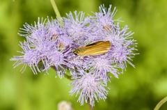 Copaeodes aurantiaca