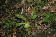 Elaphoglossum