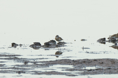 Charadrius pecuarius