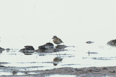 Charadrius pecuarius