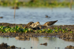 Charadrius pecuarius