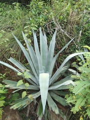 Agave americana