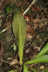 Elaphoglossum