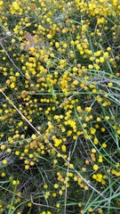 Acacia brownii