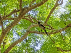 Dendrocitta formosae