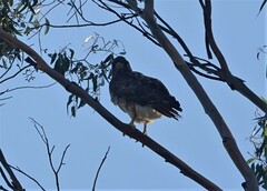 Buteo jamaicensis calurus
