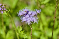 Conoclinium dissectum