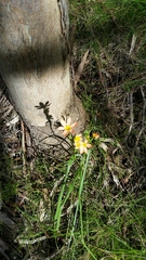 Moraea miniata