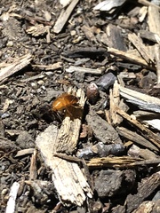 Parcoblatta americana