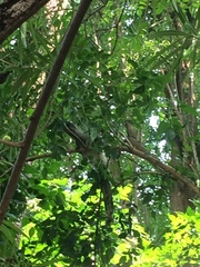 Ocyceros birostris