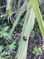 Labidomera suturella