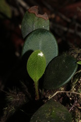 Elaphoglossum