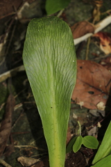 Elaphoglossum