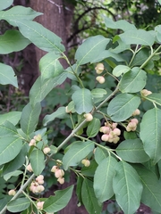 Euonymus europaeus