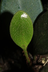 Elaphoglossum
